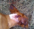 Κόσμιο Κομοτηνής: Πυροβόλησε και σκότωσε τον αδέσποτο σκύλο